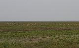 View over the Serengeti plains